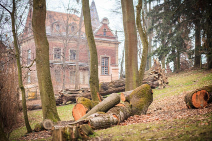 Abattage arbre dangereux en Ile de France